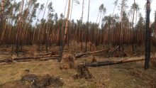 UWAGA – szkody w lesie!