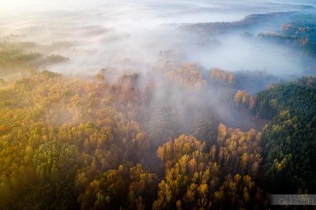 Przyroda Nadleśnictwa Lutówko