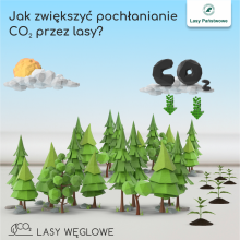 Jak zwiększyć pochłanianie CO2 przez lasy?